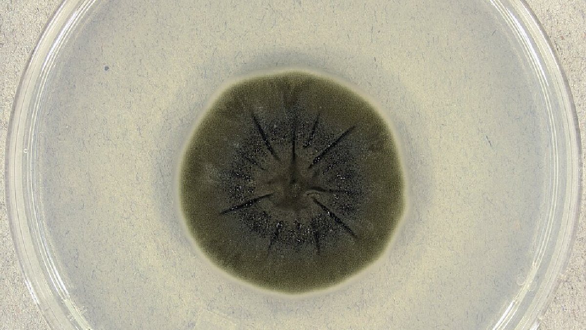 E mesmo nas zonas mais contaminadas, algumas espécies, como os fungos radiotróficos, dão um jeito de sobreviver e prosperar (Foto: Medmyco / Wikimedia Commons)
