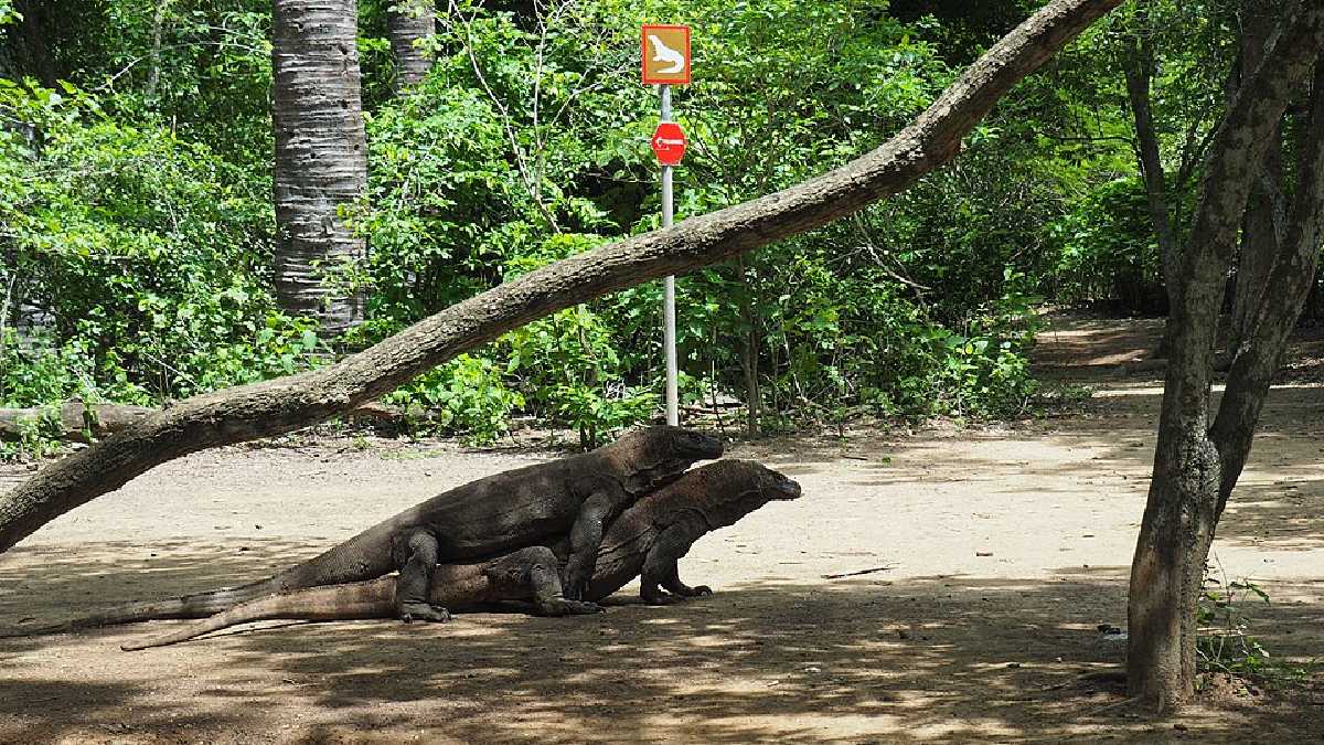 Arquipélago de Komodo, Indonésia (Foto: Hotel Kaesong / Wikimedia Commons)