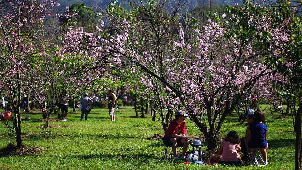 Porém, a alta no movimento é durante a Festa das Cerejeiras, que apenas em 2025, reuniu quase 2 milhões de pessoas no parque (Foto: Adriano Makoto Suzuki / Wikimedia Commons)