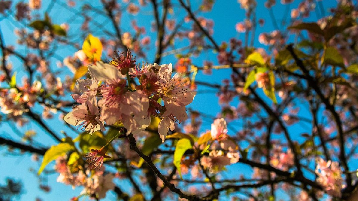 Especialmente durante a fase da floração das cerejeiras, que dura do começo de julho até meados de agosto (Foto: Felipe Augusto Zanusso Souza / Wikimedia Commons)