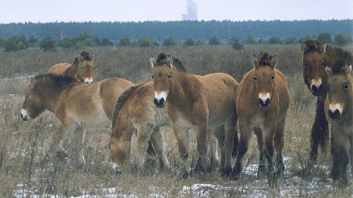 A presença dos cavalos-de-przewalski mostra como a zona de exclusão passou de paisagem humana evacuada a refúgio de grandes mamíferos (Foto: Xopc / Wikimedia Commons)
