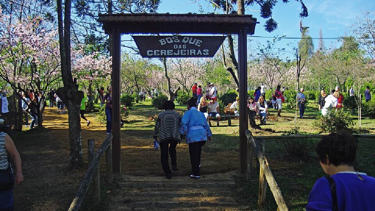 Bosque das Cerejeitas é o ponto mais procurado do parque (Foto: Adriano Makoto Suzuki / Wikimedia Commons)