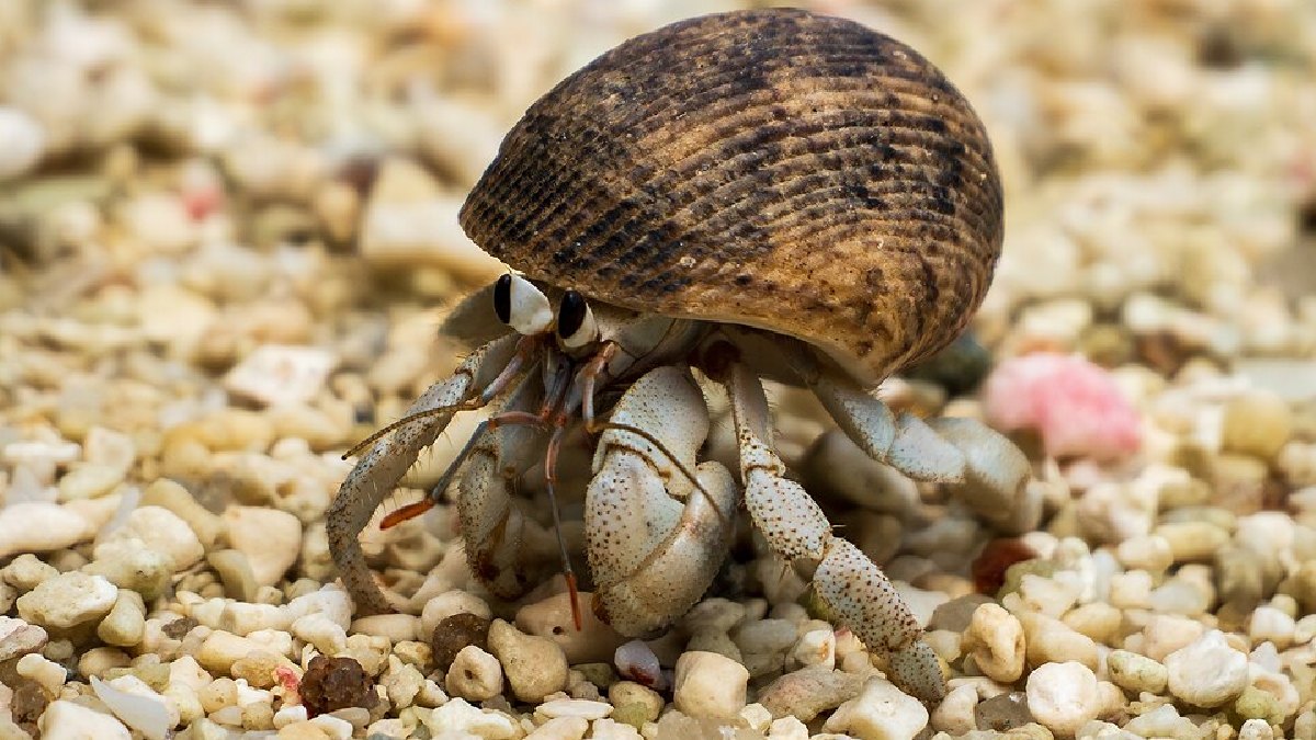 Muitas espécies de moluscos e artrópodes, como os caranguejos-ermitões, dependem das conchas espalhadas na praia para seu ciclo de vida. Portanto a retirada desse material pode ser um risco à vida do animal (Foto: NorbertNagel / Wikimedia Commons)