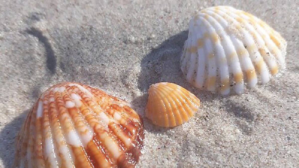 Materiais como conchas, corais, ouriços e estrelas-do-mar servem de abrigo ou substrato para organismos marinhos, por isso campanhas ambientais orientam a não coletá-los (Foto: Abdul Shafeek Alayan / Wikimedia Commons)