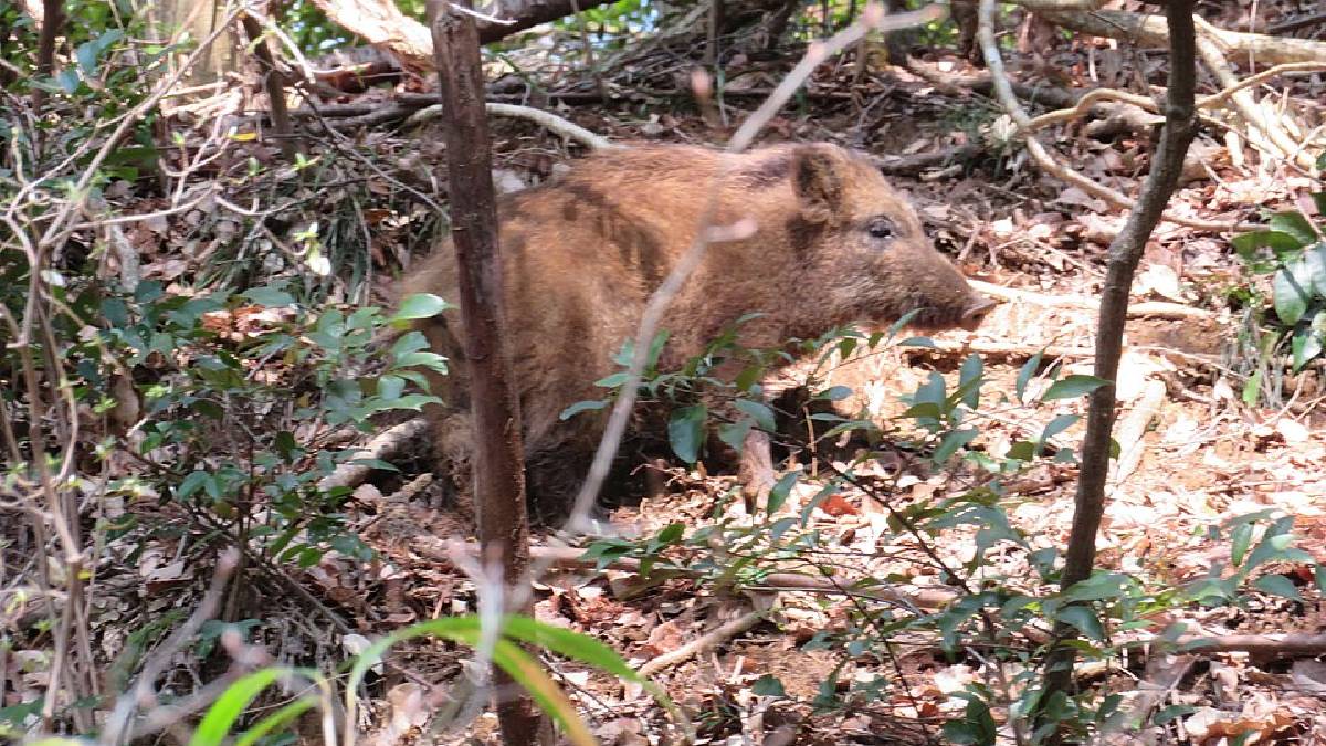 No estudo de câmeras de Fukushima, os javalis apareceram em milhares de registros e se tornaram símbolo da vida selvagem em áreas sem moradores (Foto: belvedere / Wikimedia Commons)