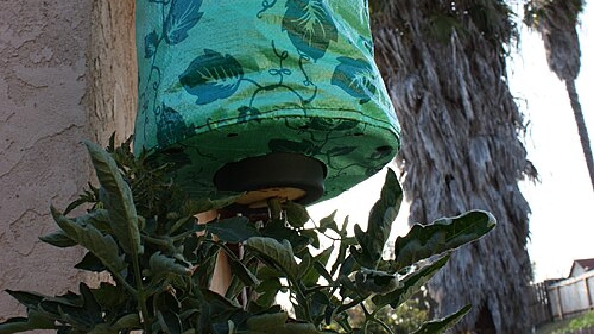 Um exemplar de como plantas invertidas podem ser utilizadas dentro de casa (Foto: Ewen Roberts / Wikimedia Commons)