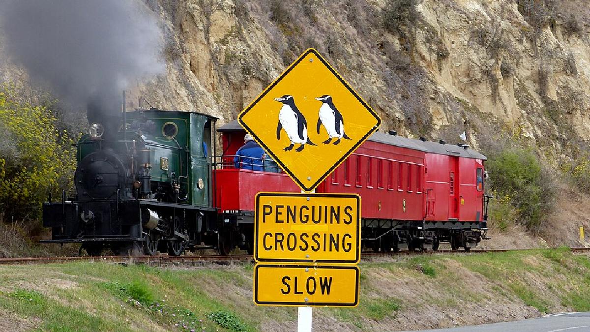 Há ainda na ilha uma reserva única de pinguins azuis que podem ser observados cruzando alguns pontos da cidade mais afastados do centro (Foto: Bernard Spragg. NZ / Wikimedia Commons)