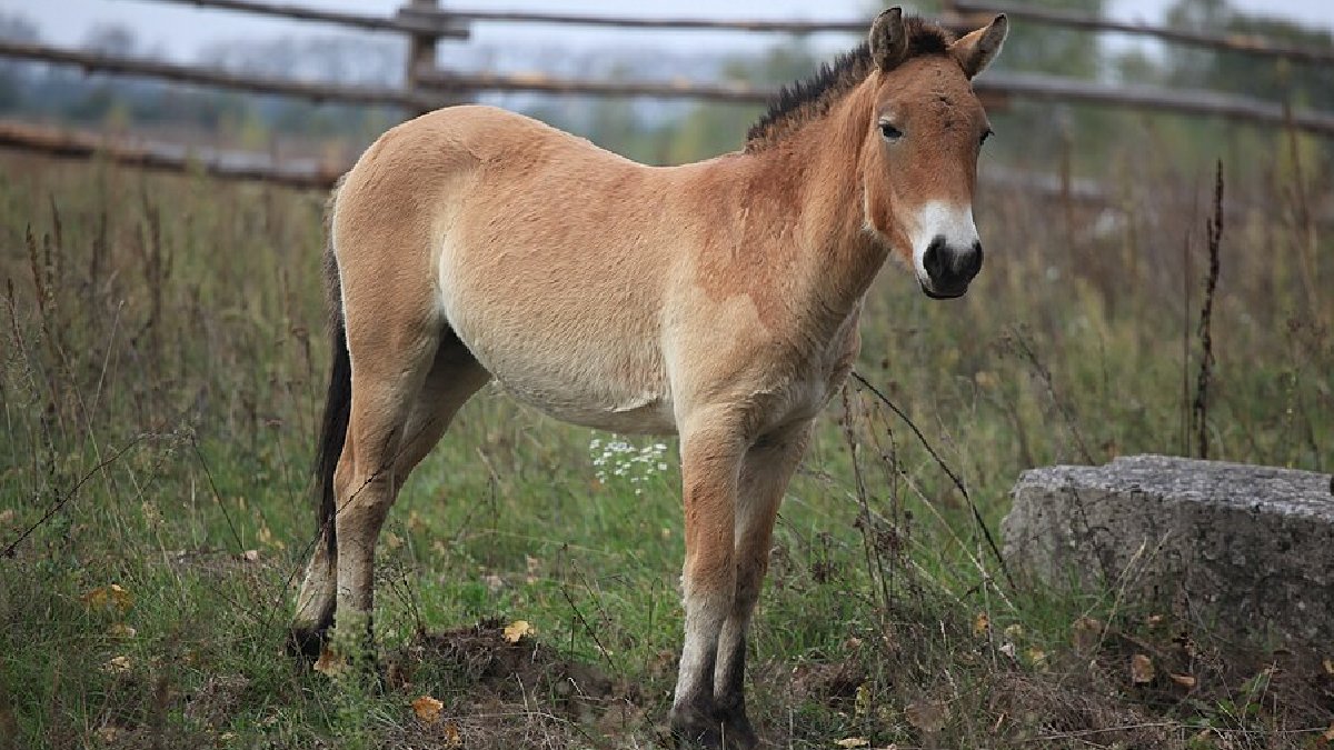 Animais em risco de extinção, como os cavalo-de-przewalski, encontraram em Chernobyl um novo lar (Foto: Dana Sacchetti / IAEA / Wikimedia Commons)