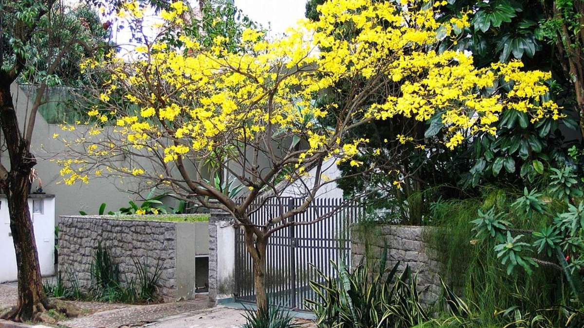 2. Ipê-amarelo (Handroanthus albus): costuma formar copa que protege do sol entre 3 e 4 anos; pode chegar a 10 metros de altura durante o período e floresce uma vez por ano (Foto: Domínio Público/Wikimedia Commons)