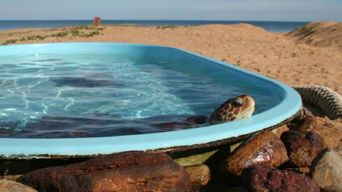O Projeto Tamar, que fica em Regência, também é um atrativo importante, tendo como objetivo principal a preservação das diversas espécies de tartaruga marinha - (Divulgação/GovES)