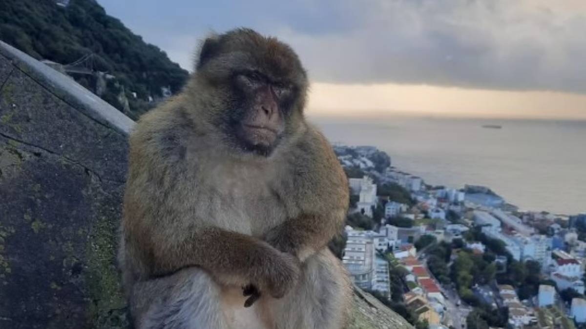 Foto: Gibraltar Macaques Project