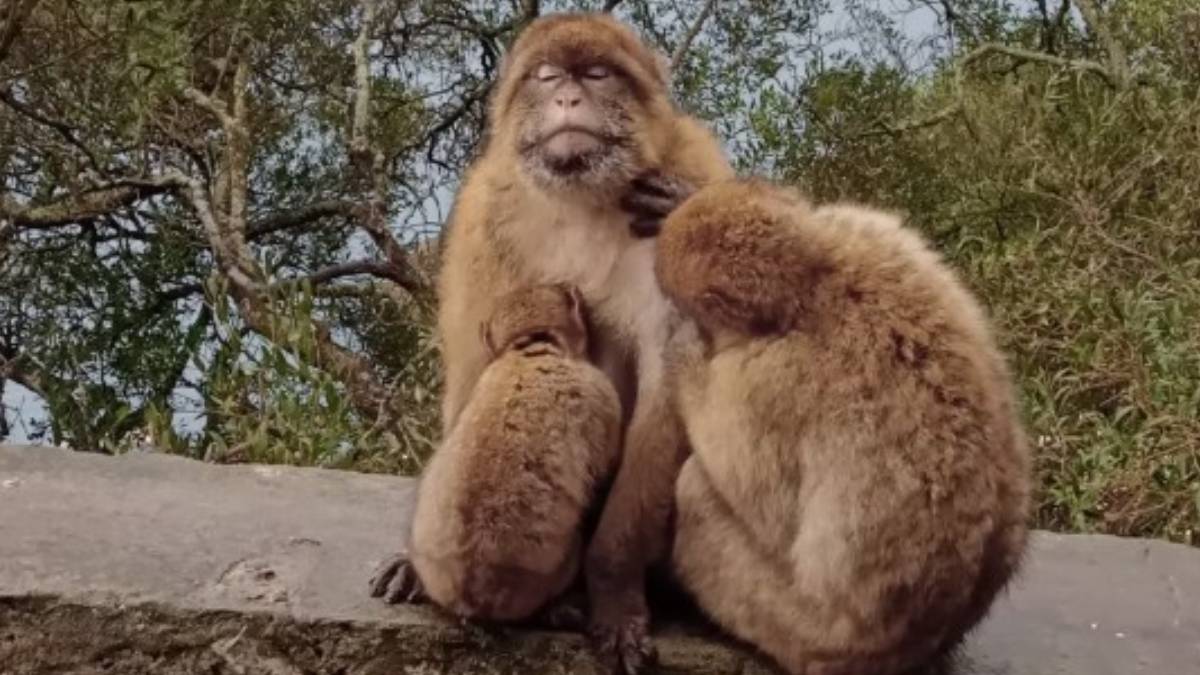 Foto: Gibraltar Macaques Project