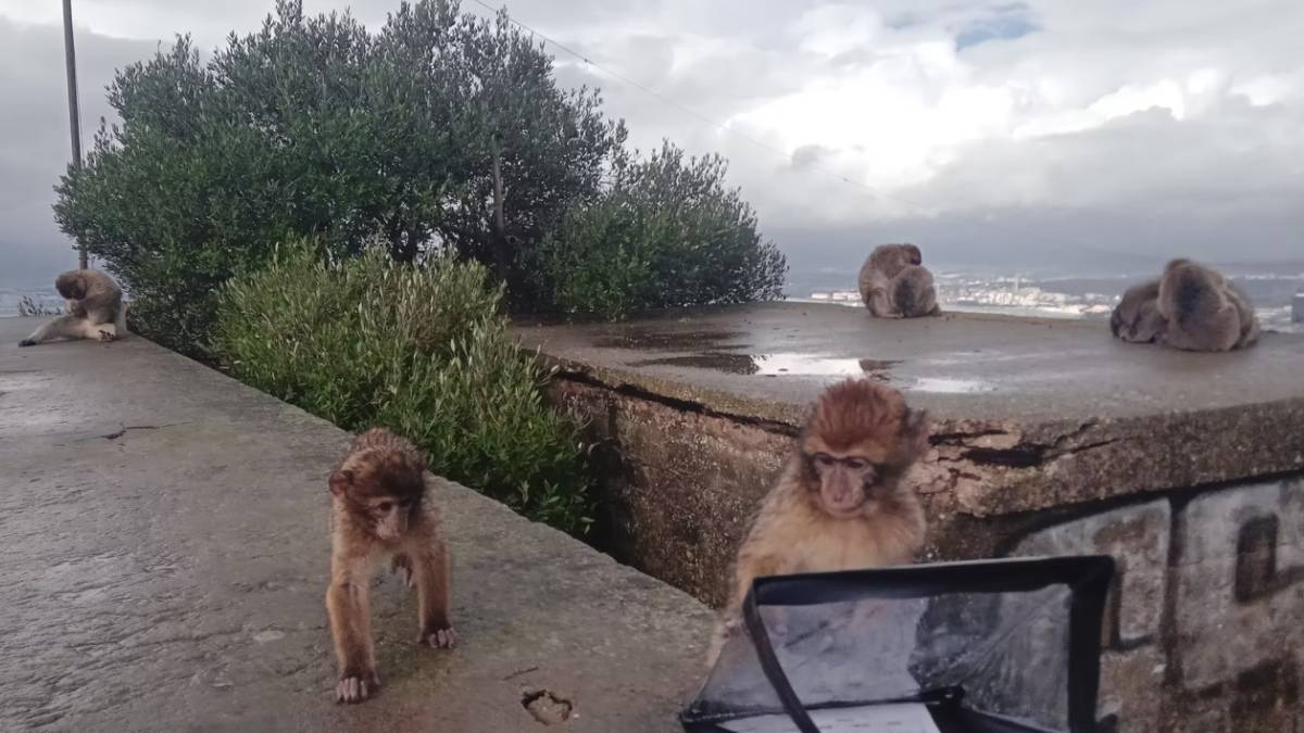 Foto: Gibraltar Macaques Project