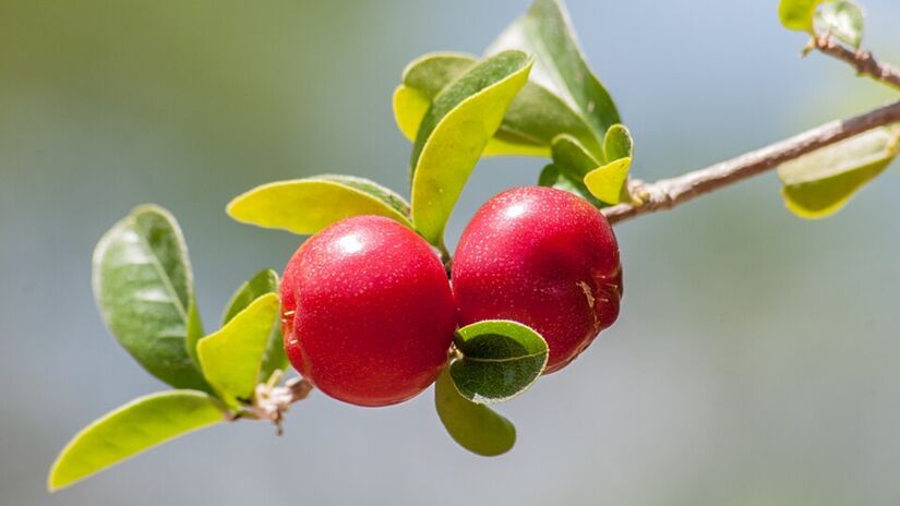 5. Acerola (Foto: Wilfredor/Wikimedia Commons)