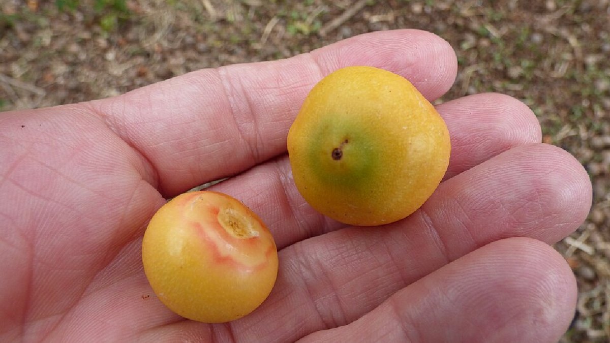 Fruta é pequena, arredondada e tem cor que varia entre amarelo e laranja (Foto: Forest and Kim Starr/Wikimedia Commons)