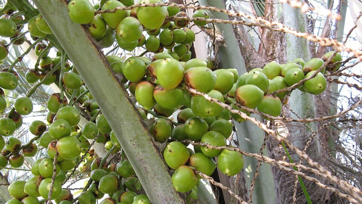 O sabor é agridoce, com leve acidez, e seu uso é frequente em sucos, doces e geleias (Foto: KENPEI/Wikimedia Commons)