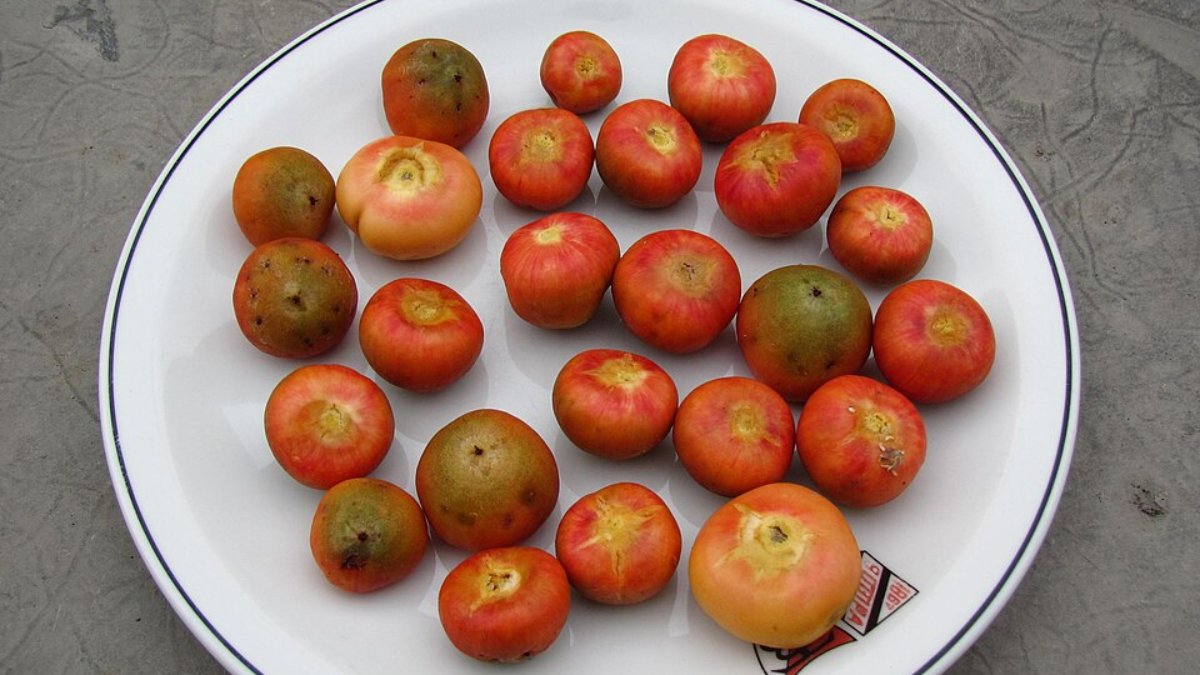 Butiá é uma fruta típica do Sul do Brasil e faz parte da alimentação tradicional em regiões do Rio Grande do Sul e de Santa Catarina (Foto: Paulo rsmenezes/Wikimedia Commons)