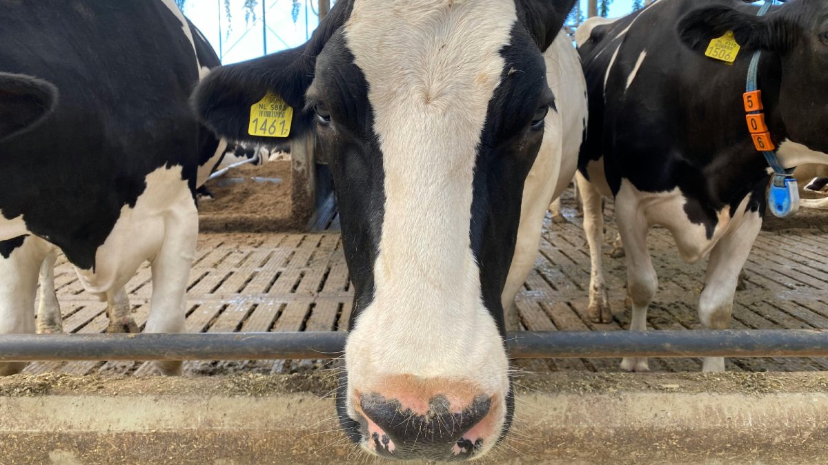 Leite cru, também conhecido como 'leite direto da vaca', é aquele que sai do animal e é consumido sem passar por aquecimento ou tratamento industrial.