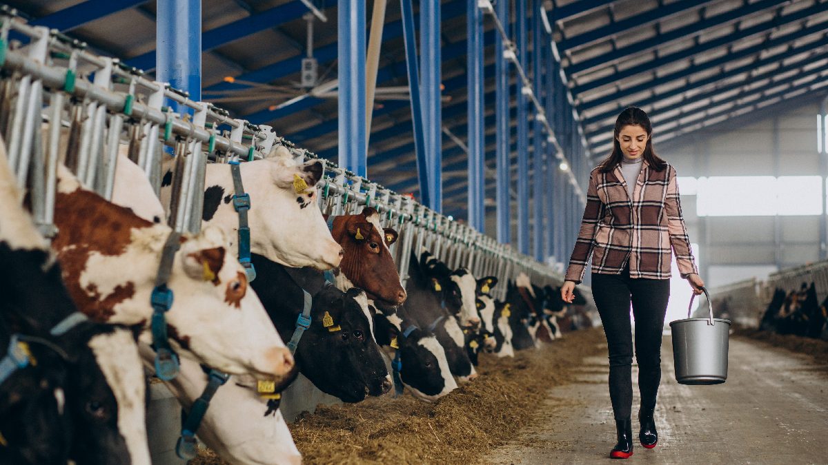 Já o consumo do leite cru pode gerar problemas severos à saúde e, conforme a Embrapa, não deve ser consumido (Fotos: Pexels)