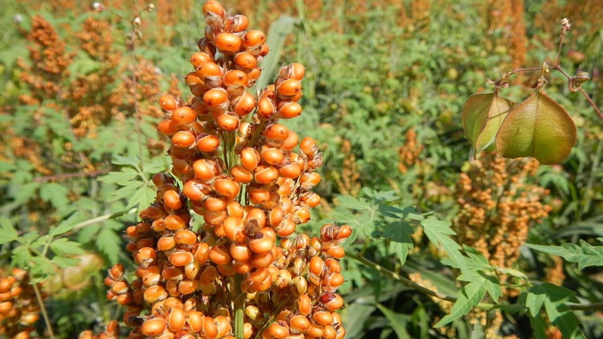 Sorgo é um cereal antigo, cultivado há milhares de anos em regiões da África, Ásia e Américas (Foto: Judgefloro/Wikimedia Commons)