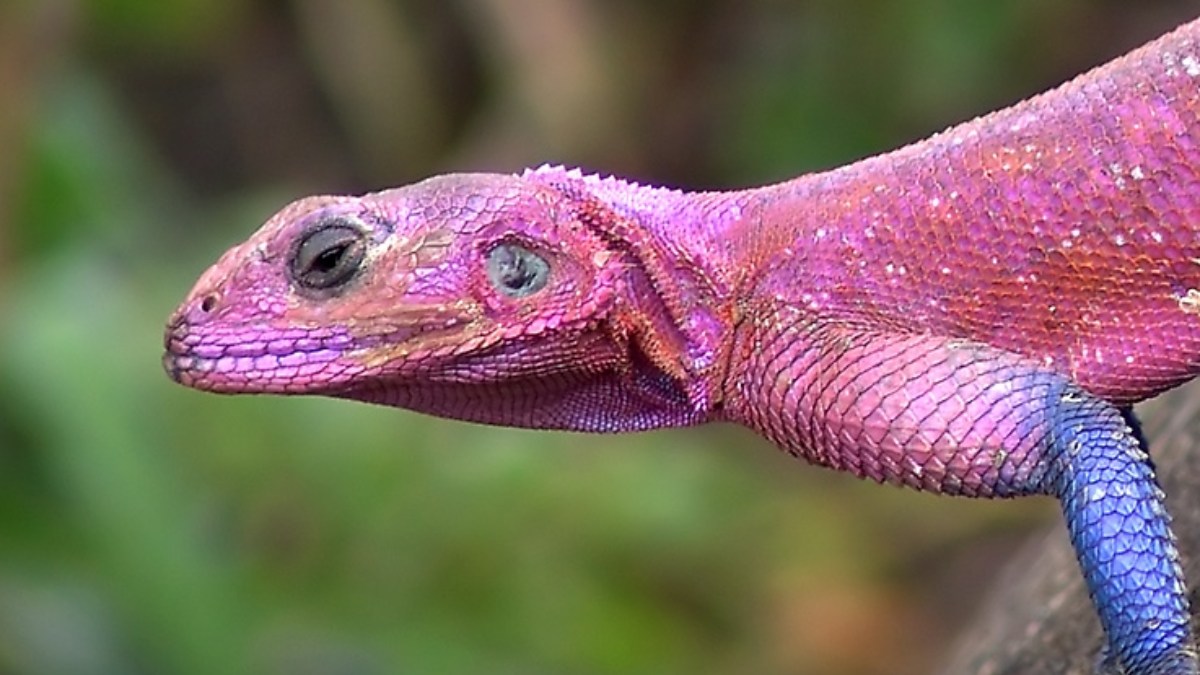 Ele costuma viver em locais rochosos e ensolarados, onde encontra abrigo e alimento com facilidade (Foto: Christian Mehlführer/Wikimedia Commons)