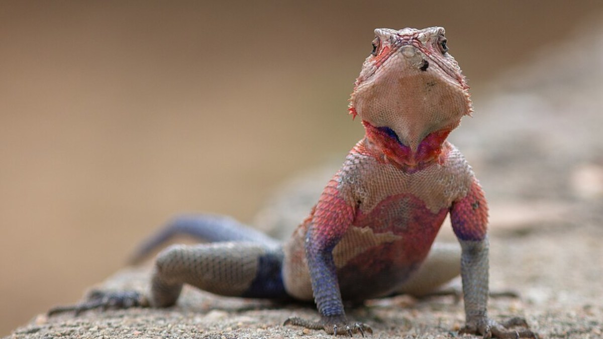 Animal é encontrado principalmente em regiões da África Oriental, especialmente em países como Tanzânia e Quênia (Foto: Diego Delso/Wikimedia Commons)
