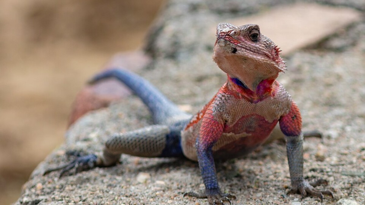 Espécie de lagarto é conhecida cientificamente como Agama mwanzae (Foto: Diego Delso/Wikimedia Commons)