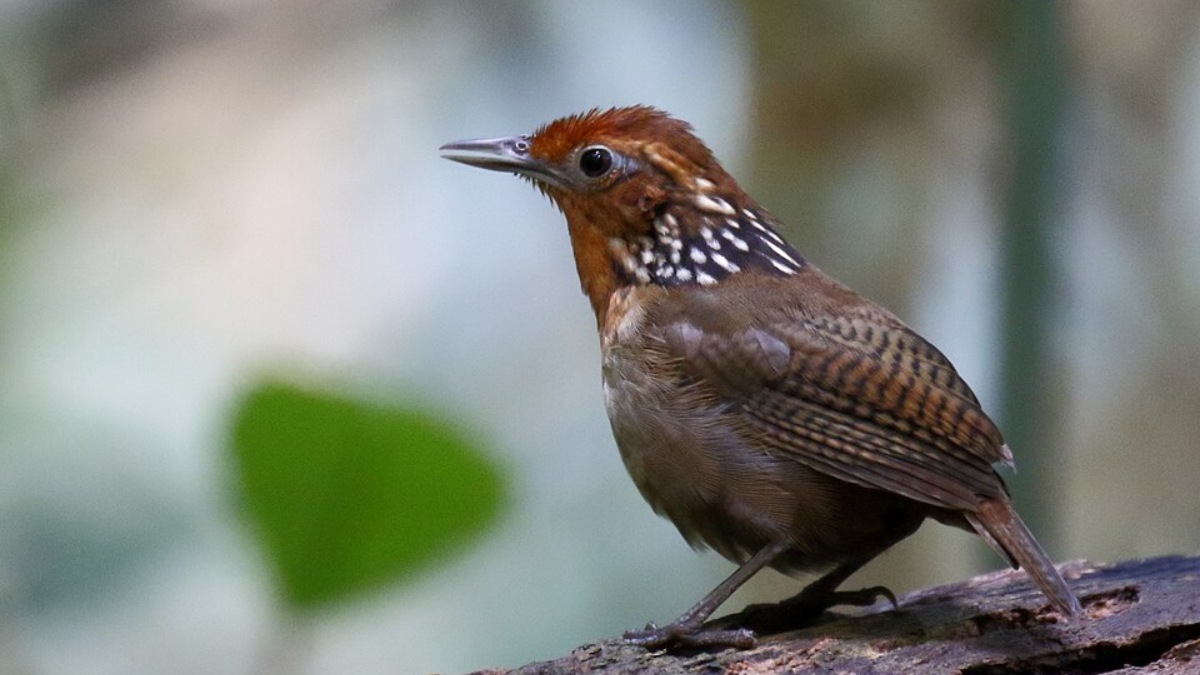Mede cerca de 12,5 centímetros e vive principalmente em áreas de mata fechada, perto do chão da floresta, onde passa a maior parte do tempo escondido entre folhas e galhos