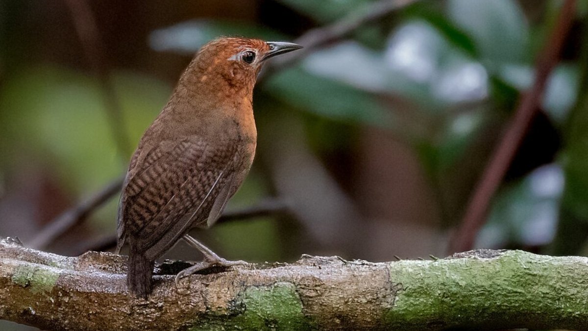 O uirapuru é uma pequena ave amazônica conhecida cientificamente como Cyphorhinus arada