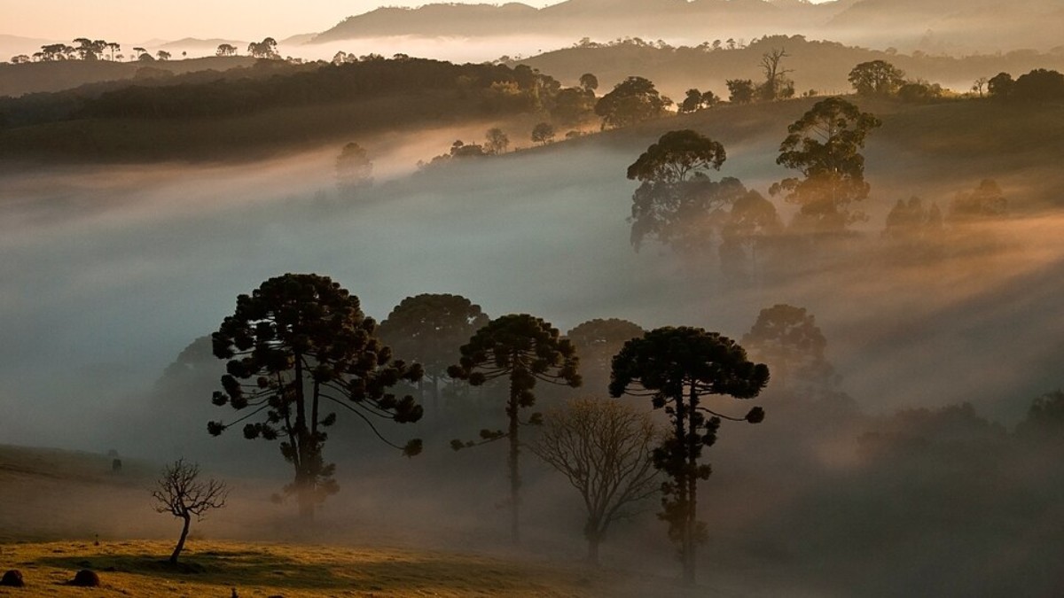 Araucárias ao fundo Parque Nacional da Serra da Bocaina (Foto: Heris Luiz Cordeiro Rocha/Wikimedia Commons)