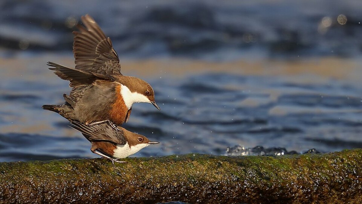 Além disso, pertence a um grupo raro de aves que desenvolveram hábitos aquáticos verdadeiros, sendo capaz até de mergulhar embaixo d'água, algo incomum entre pássaros canoros (Foto: Luca Casale/Wikimedia Commons)