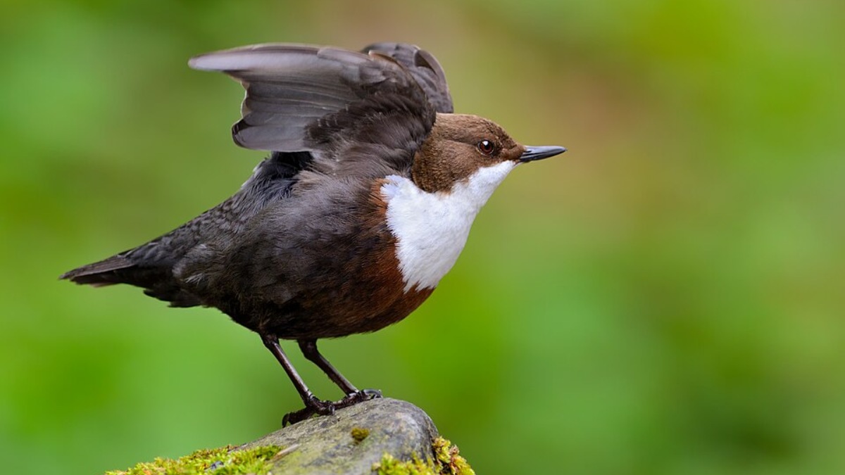 Melro-d'água (Cinclus cinclus) é uma ave que chama atenção por um comportamento incomum entre pássaros (Foto: Олексій Карпенко/Wikimedia Commons)