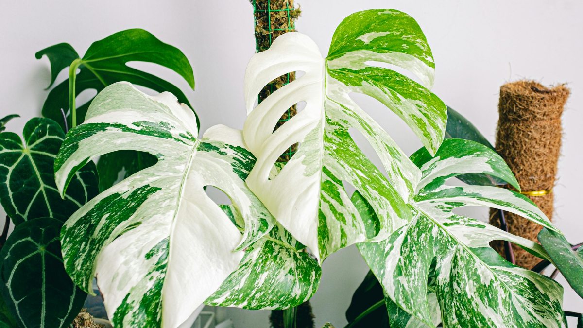 1. Monstera albo deliciosa (Foto: Pexels)