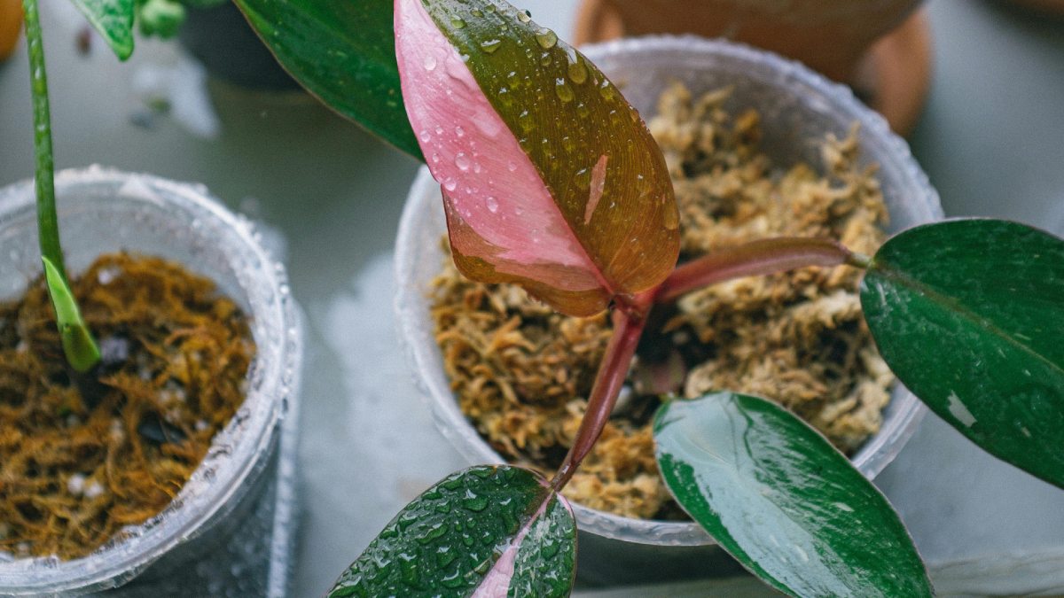 3. Philodendron pink princess (Foto: Pexels)