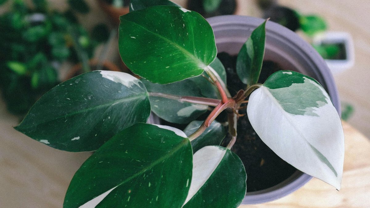 5. Philodendron white knight (Foto: Pexels)