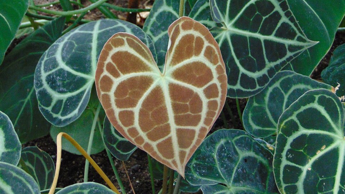 2. Anthurium clarinervium (Foto: Nadiatalent/Wikimedia Commons)