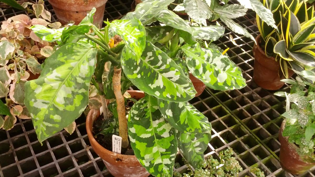 4. Aglaonema pictum tricolor (Foto: Seth Woodworth/Flickr)