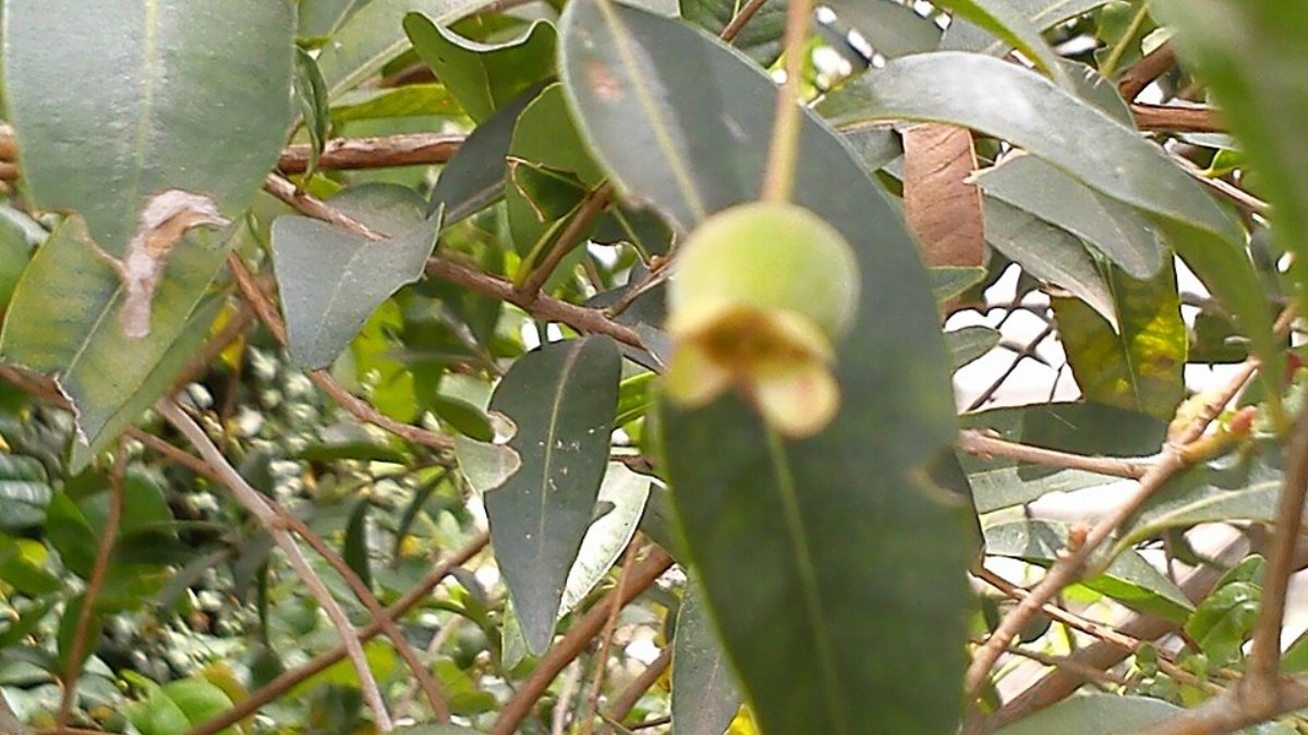 Ela costuma medir de três a seis centímetros e é comum em quintais e áreas rurais do Sul e Sudeste do Brasil, como nos estados de São Paulo, Minas Gerais, Paraná e Santa Catarina (Foto: Divinomar Severino/Wikimedia Commons)