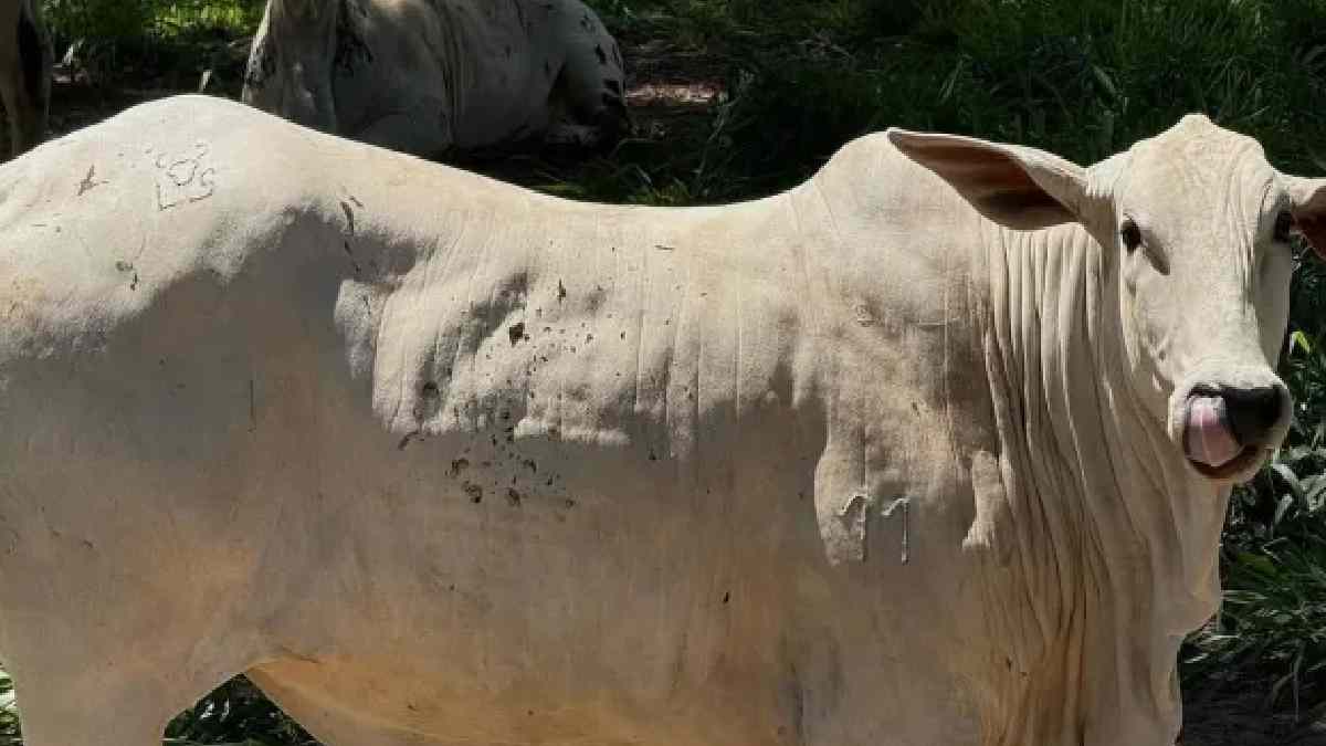 Local é voltado à pecuária, com criação de gado e estrutura voltada à produção rural /Reprodução/Instagram