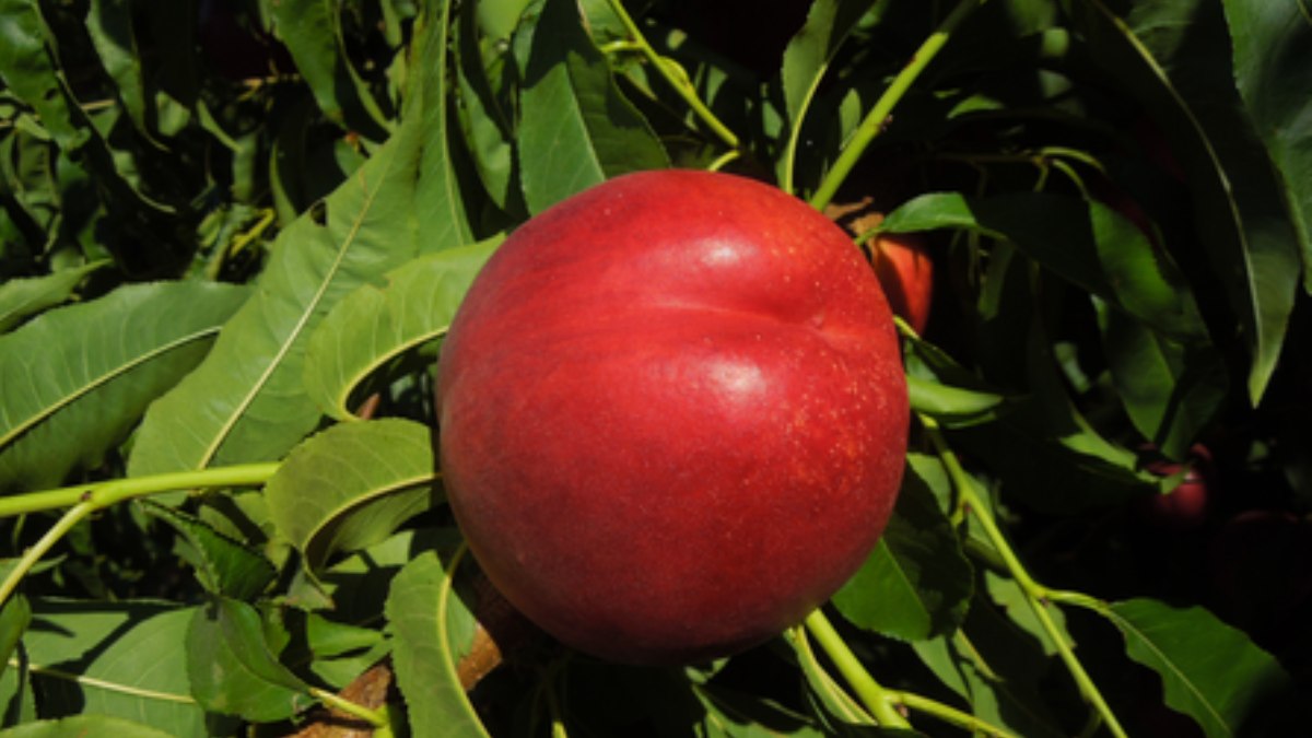 O caso ocorreu na província de Lérida, na Espanha, após investigação iniciada em fevereiro de 2025 (Fotos: Reprodução/Agreo Selections Fruit)