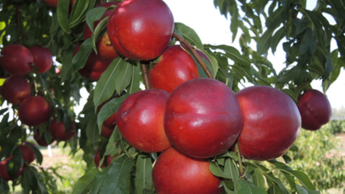 Um produtor rural foi detido após cultivar e vender uma variedade específica de nectarina protegida por direitos de exploração pela empresa francesa Agro Selections Fruits