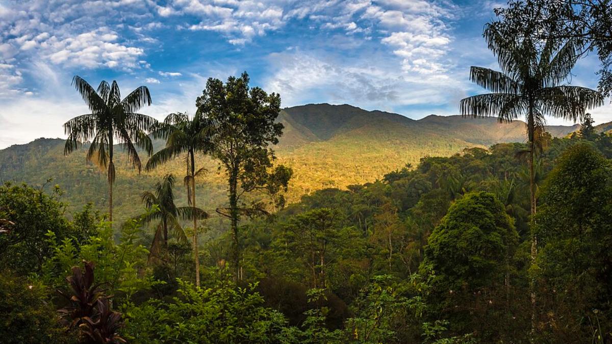 (Foto: Alessandro Augusto Alves Pinto/Wikimedia Commons)