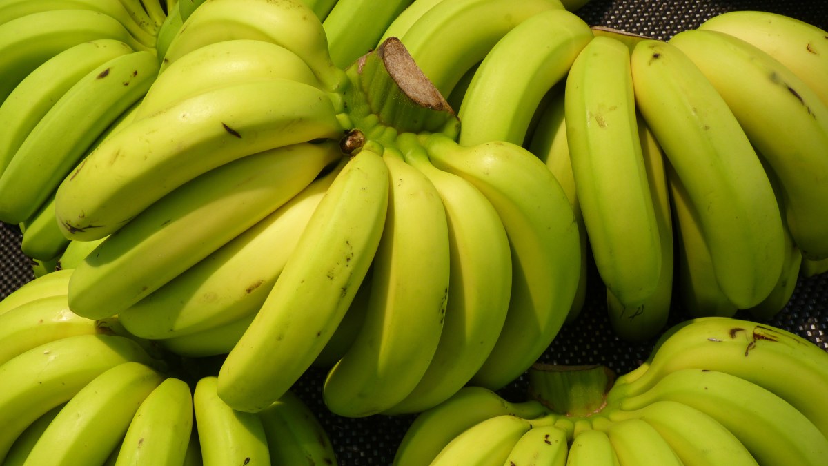 De acordo com a rede internacional de pesquisa ProMusa, os seres humanos perceberam a vantagem das bananas sem sementes e passaram a multiplicar essas plantas manualmente (Foto: Freepik)