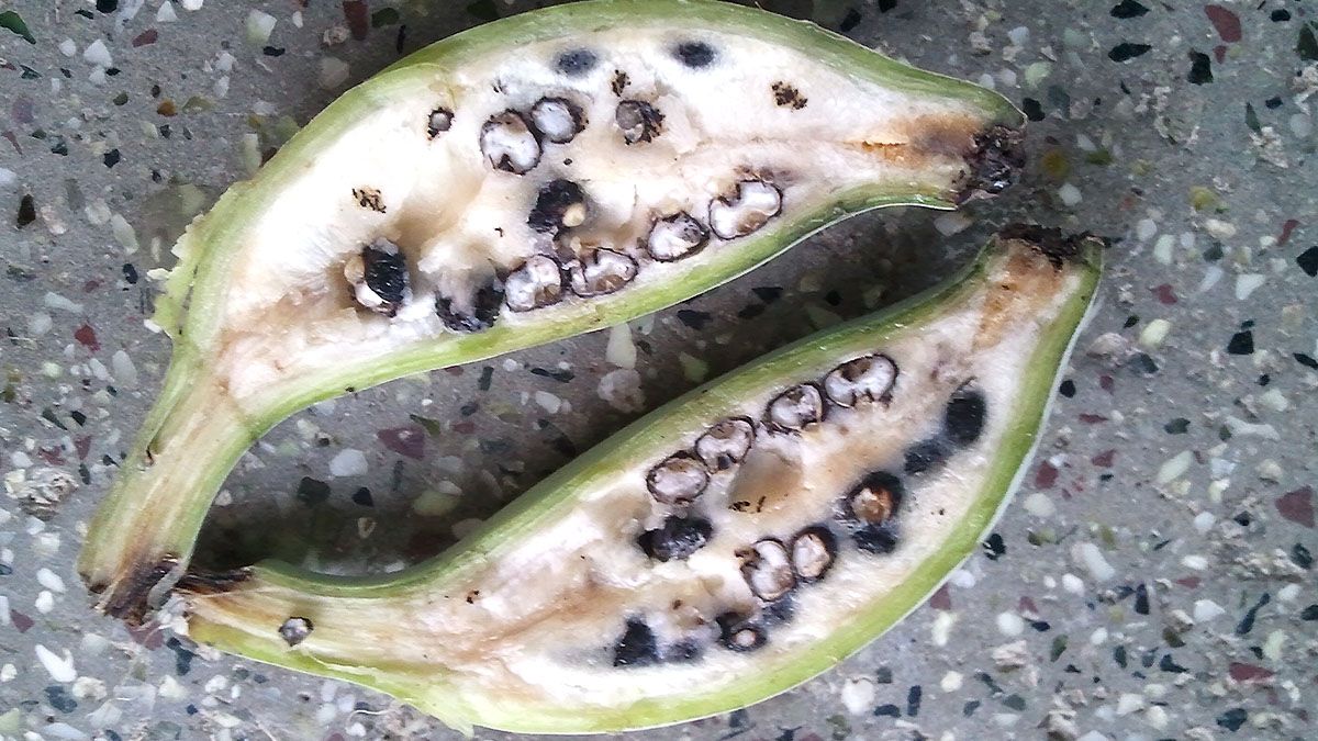 Segundo a organização Banana Link, acredita-se que essa tenha sido a primeira fruta cultivada por seres humanos, há cerca de 10.000 anos (Foto: Mkumaresai/Wikimedia Commons)