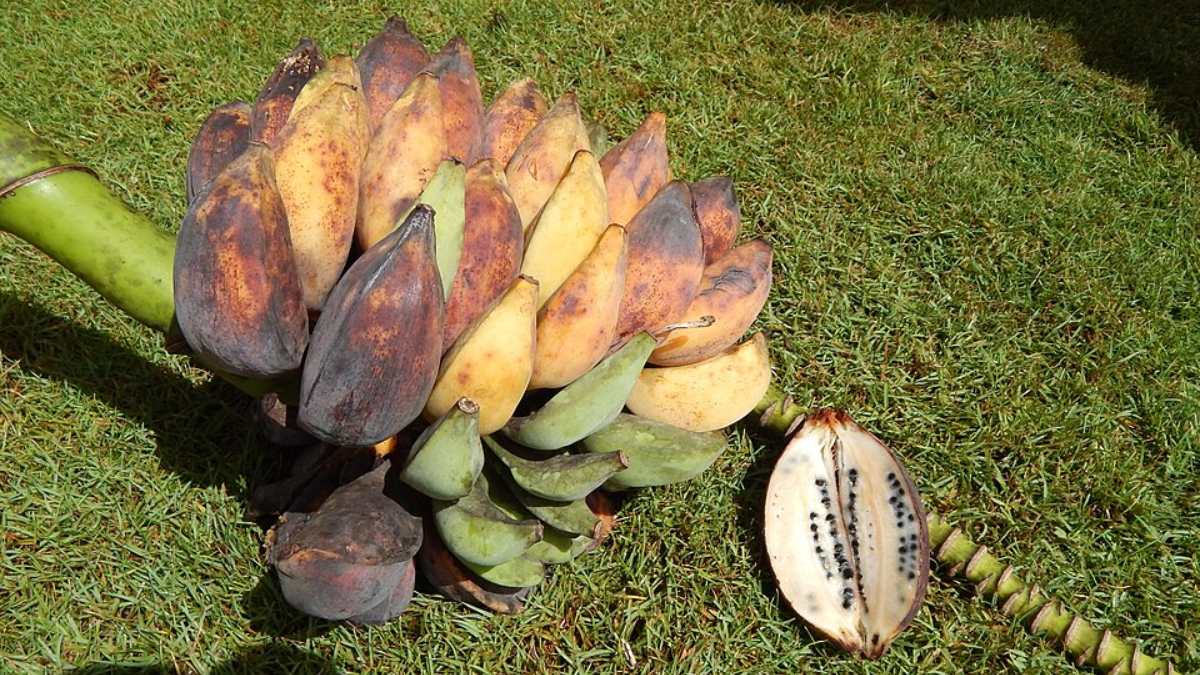 Há milhares de anos, a banana era considerada difícil de comer (Foto: Floresta e Kim Starr/Wikimedia Commons)