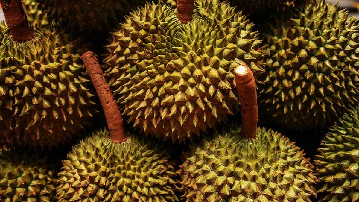 (Foto: Durian/Wikimedia Commons)