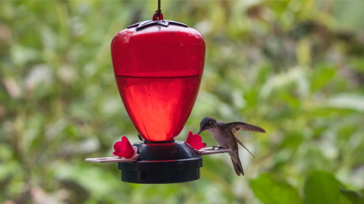 Ter um bebedouro no jardim pode aumentar a presença de passarinhos, mas a limpeza do recipiente é o fator que mais influencia esse resultado
