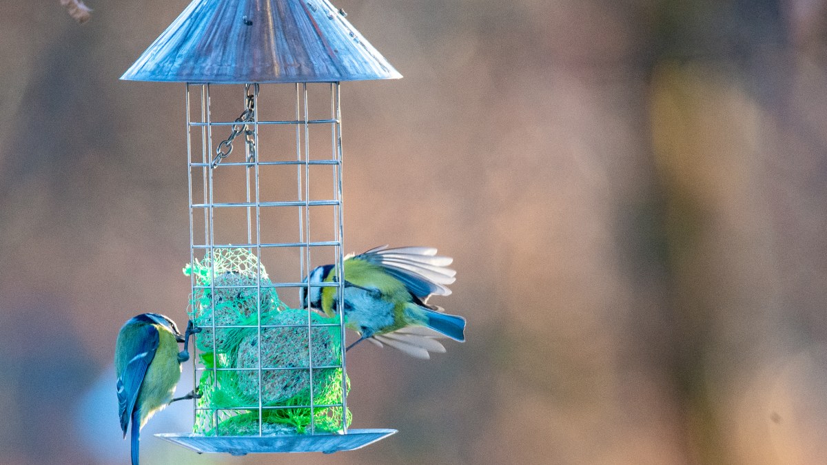Além de prejudicar a saúde das aves, isso pode fazer com que elas evitem aquela água e deixem de visitar o seu jardim