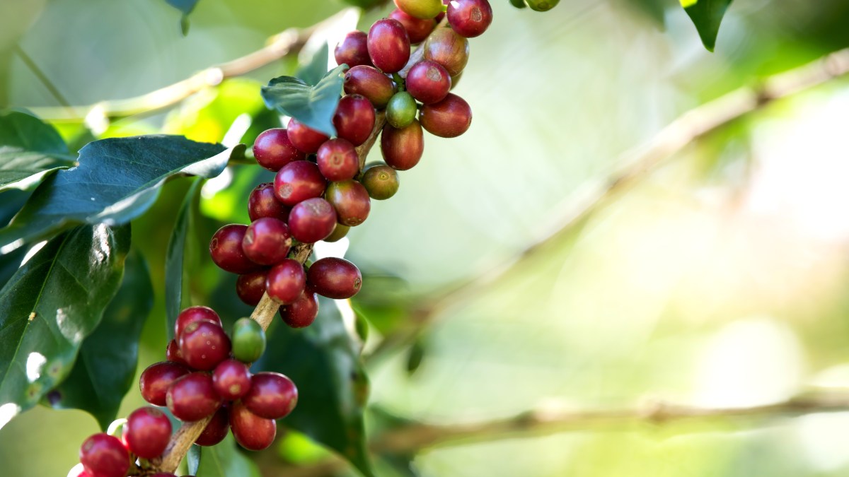 Mesmo o café sendo uma das bebidas mais consumidas entre os brasileiros, muita gente não sabe que esse fruto, que protege os famosos grãos, pode ser consumido in natura