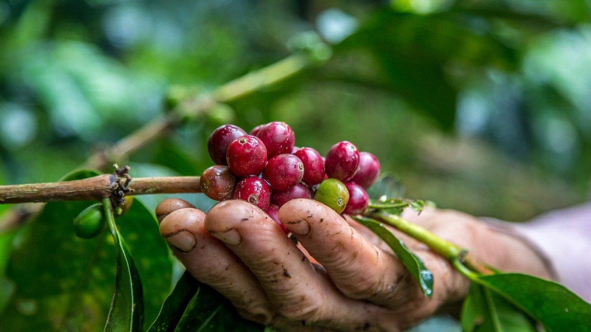 Diferente do sabor amargo que se conhece na xícara, a cereja é naturalmente doce e lembra frutas vermelhas, com leve acidez refrescante que costuma surpreender quem prova pela primeira vez